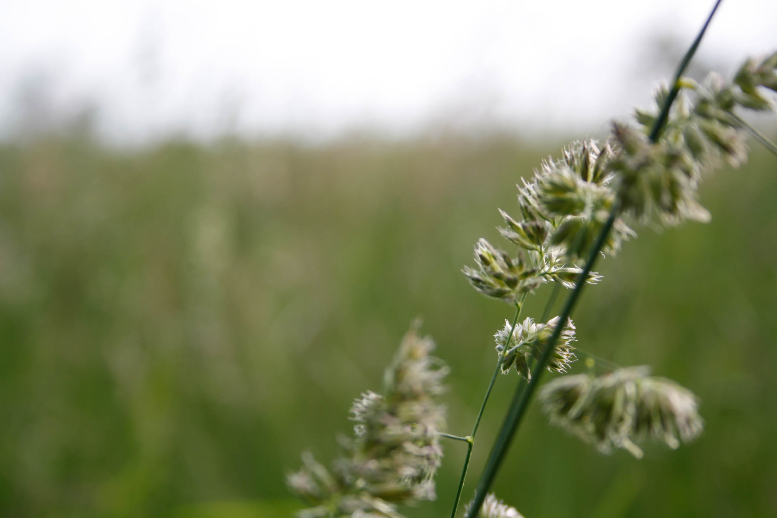 photo of single blade of grass on a meadow